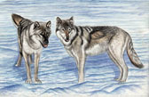 Two Wolves